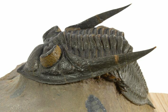 Beautiful Zlichovaspis Trilobite - Orange Eye Preservation #334933